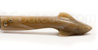 Capucin knife Sculpted Shark tip horn full handle
